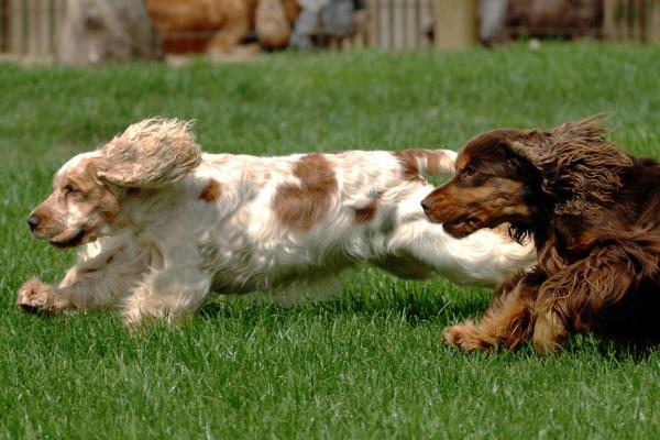 Two Cocker Spaniels running on the grass in the sunshine 