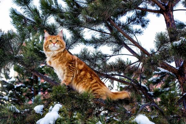 Maine Coon Cat in a tree