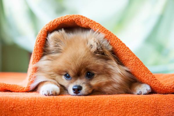 Pomeranian wrapped up in an orange blanket