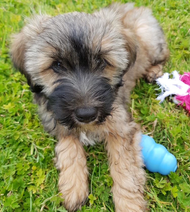 Digby and his toys