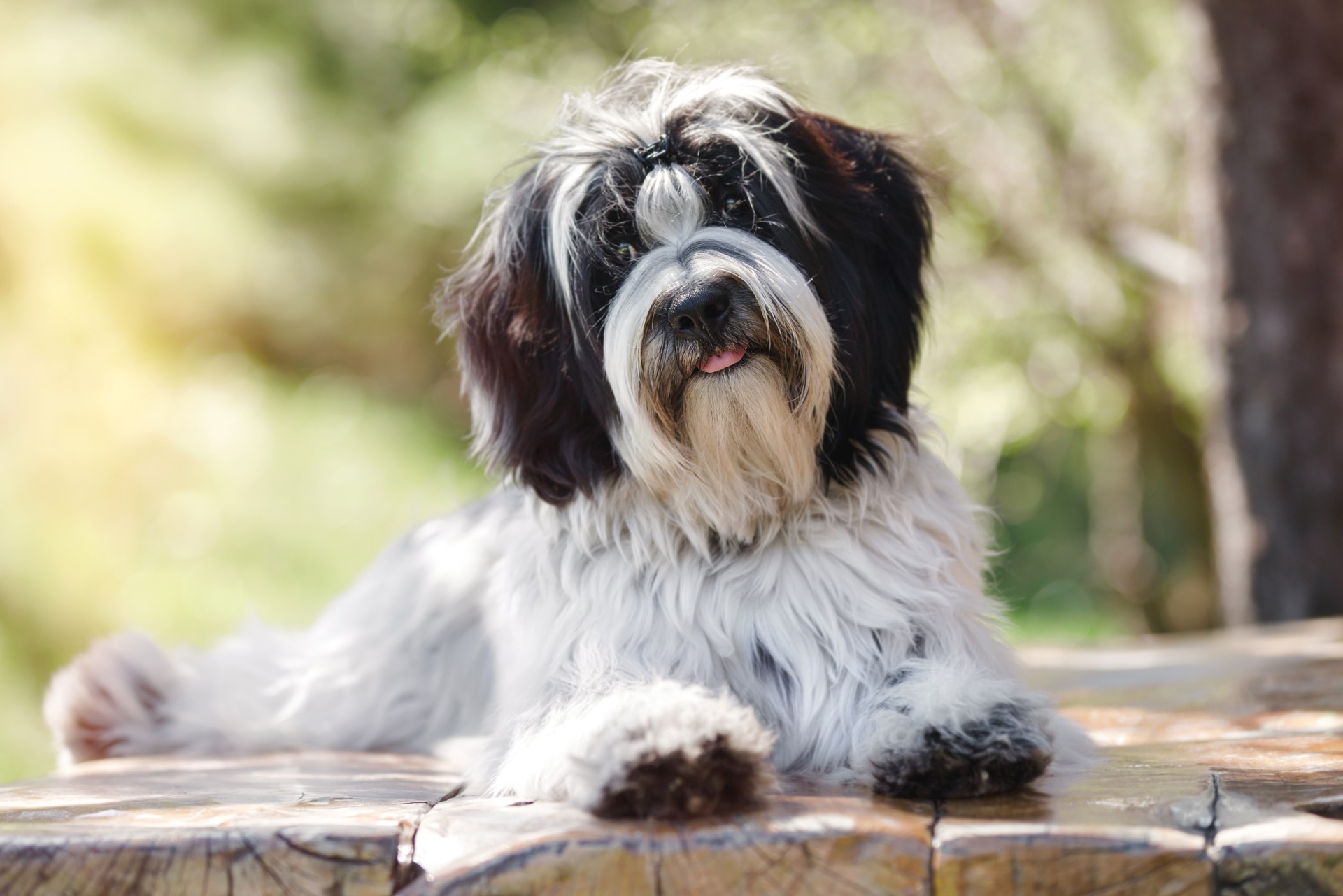 Tibetan Terrier Information and Pictures - PetGuide