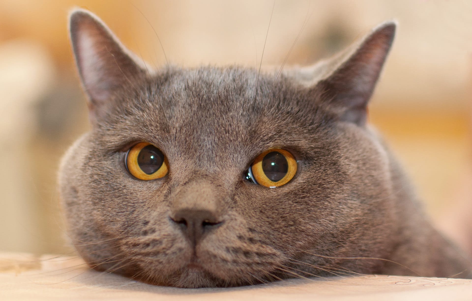 British Shorthaired