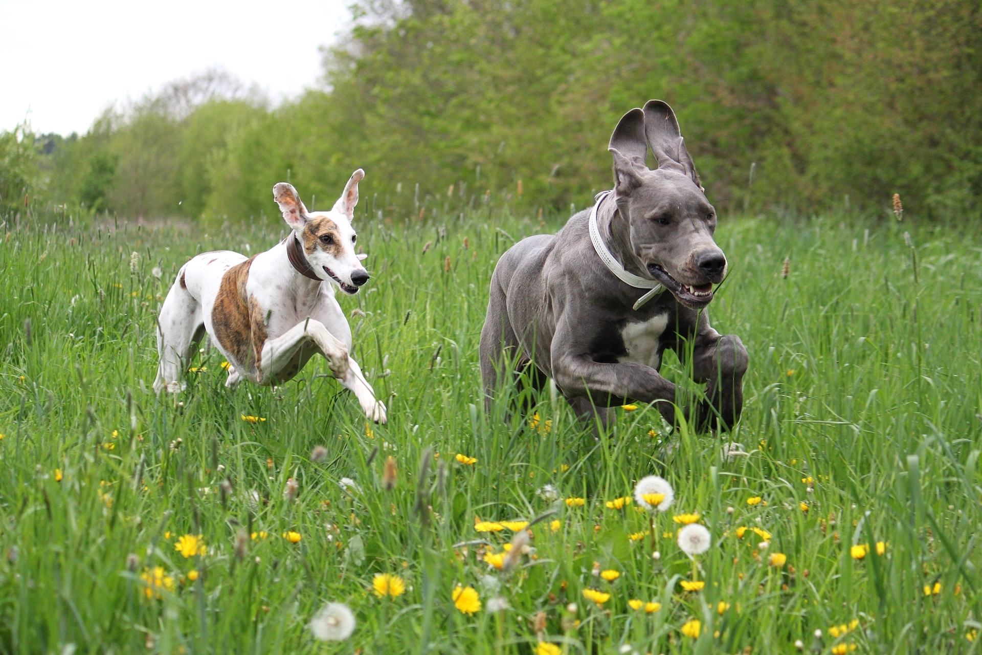 Dogs running in field 