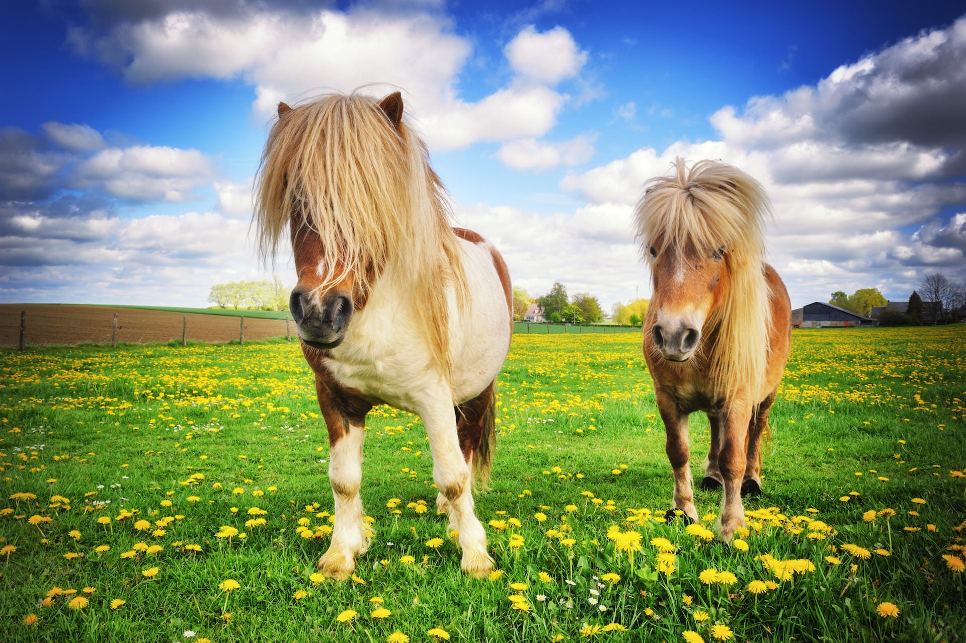 Shetland Pony 