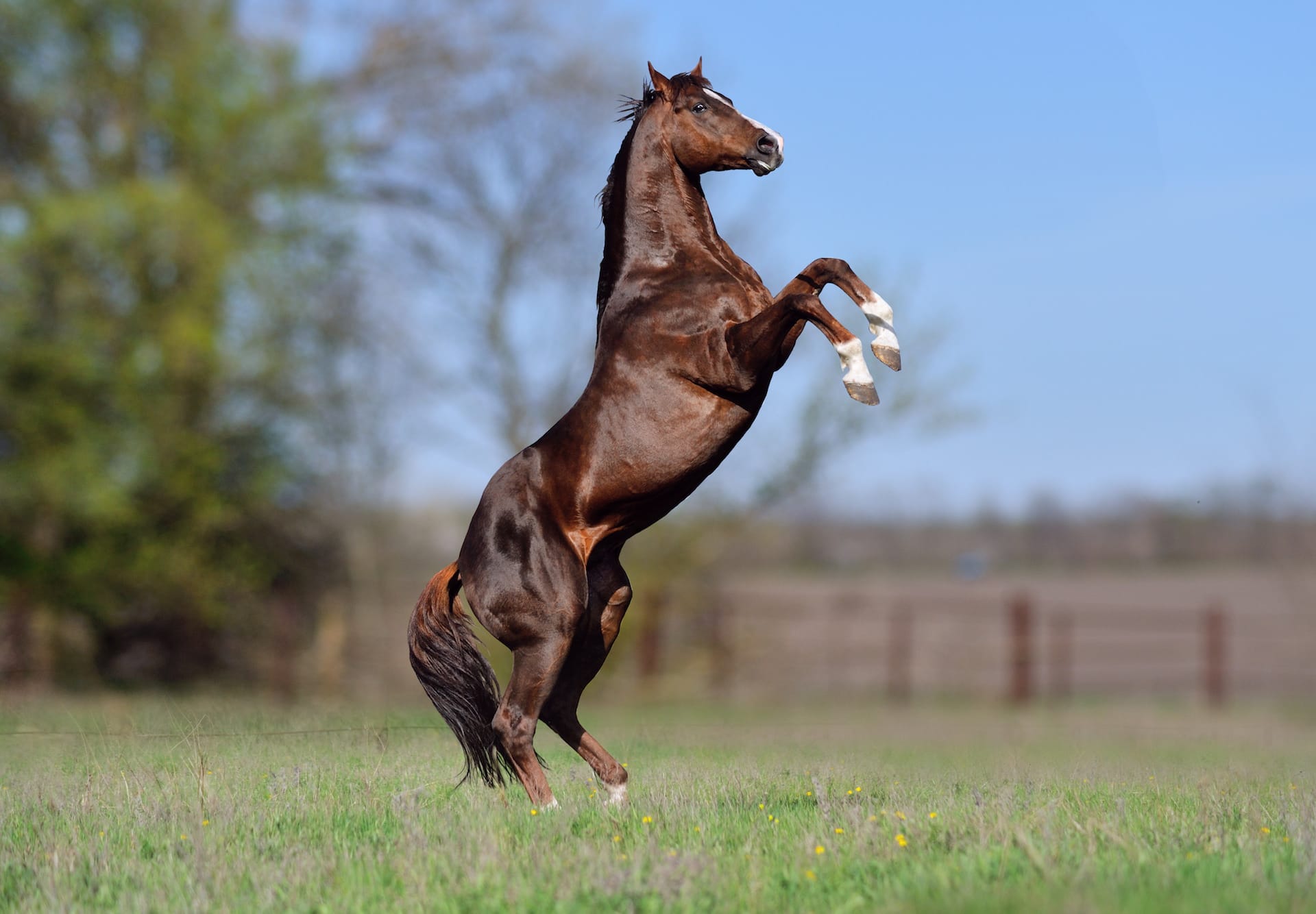 Thoroughbred%20breed%20guide%202.jpg