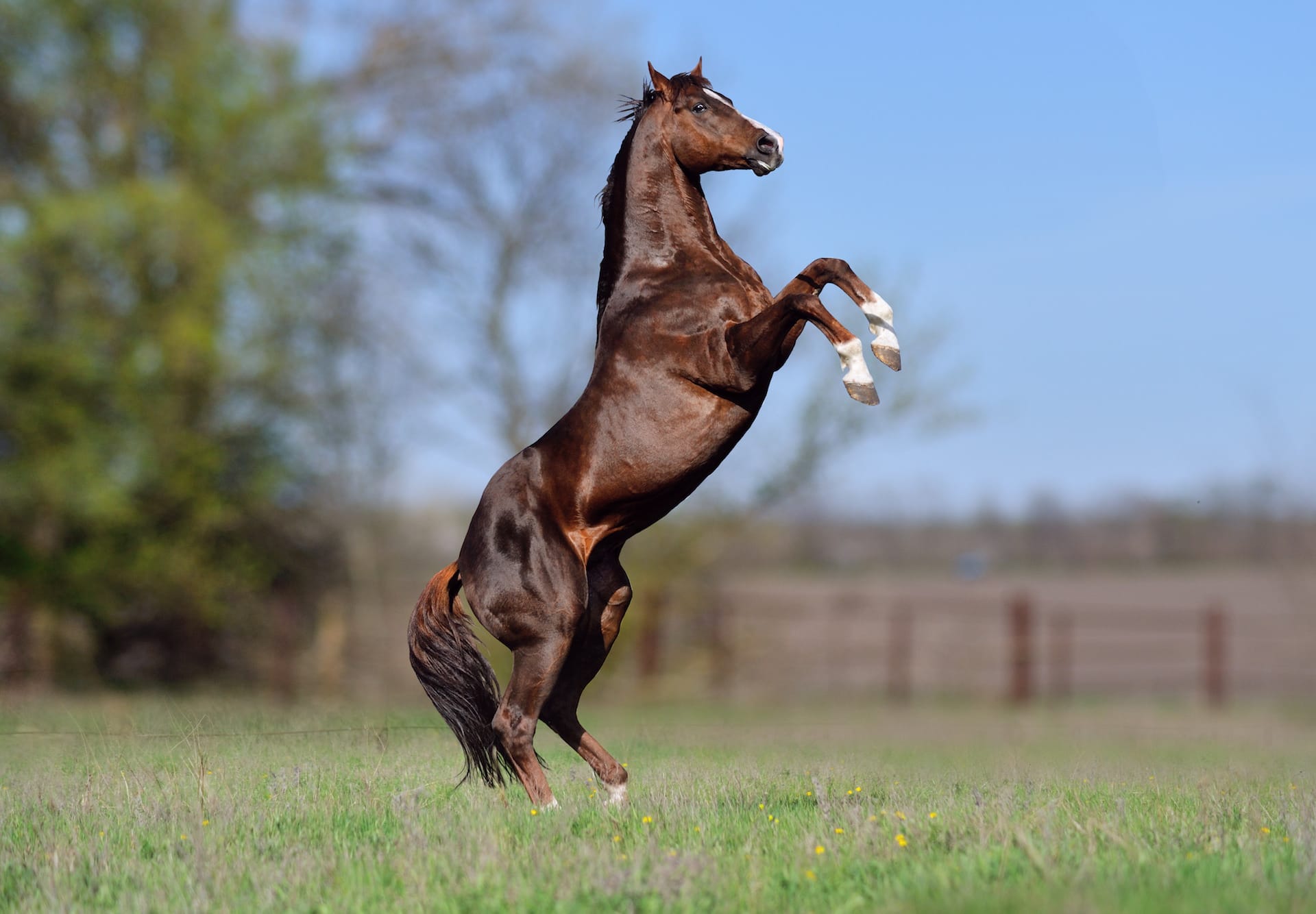 English Thoroughbred