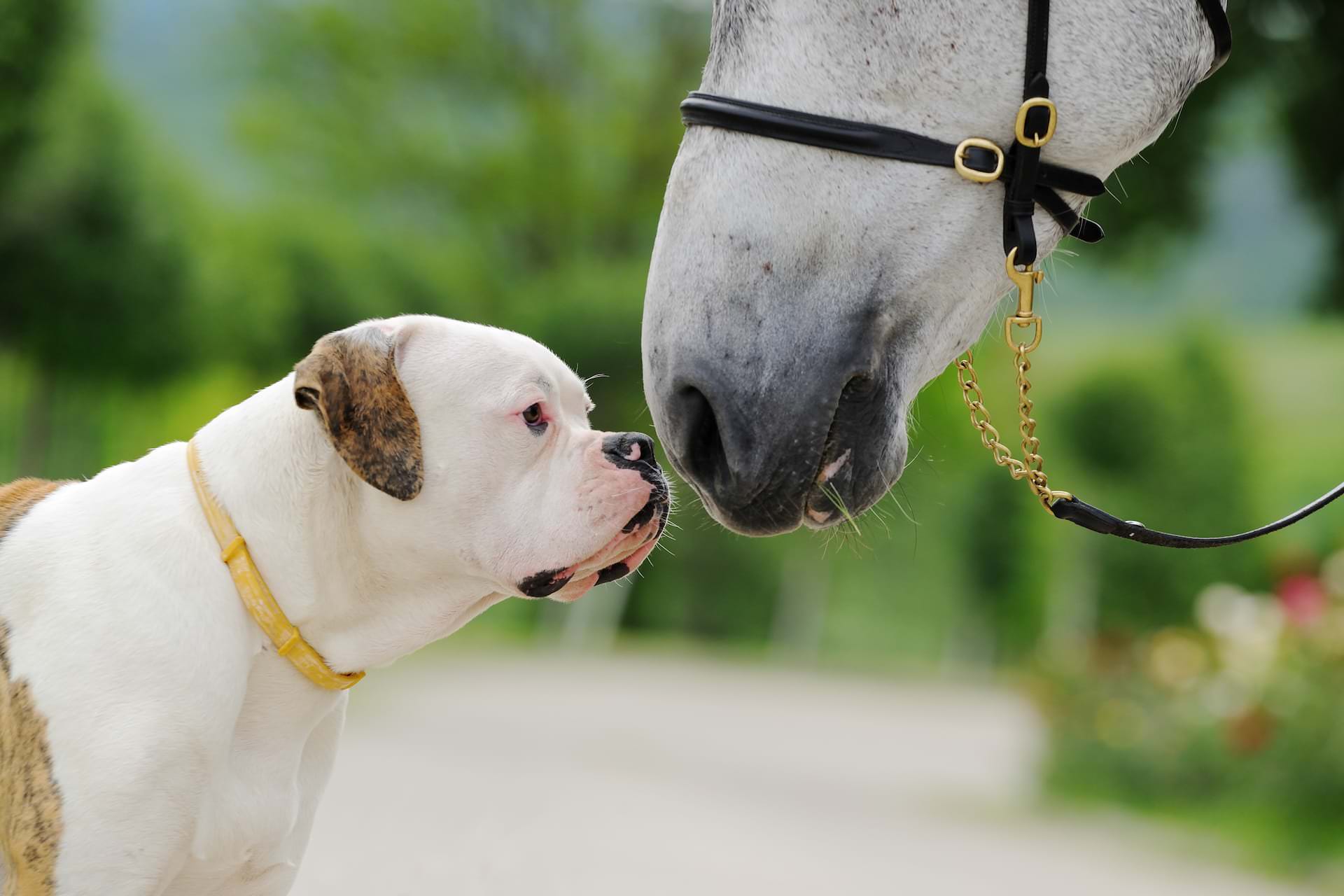 Dog and horse 