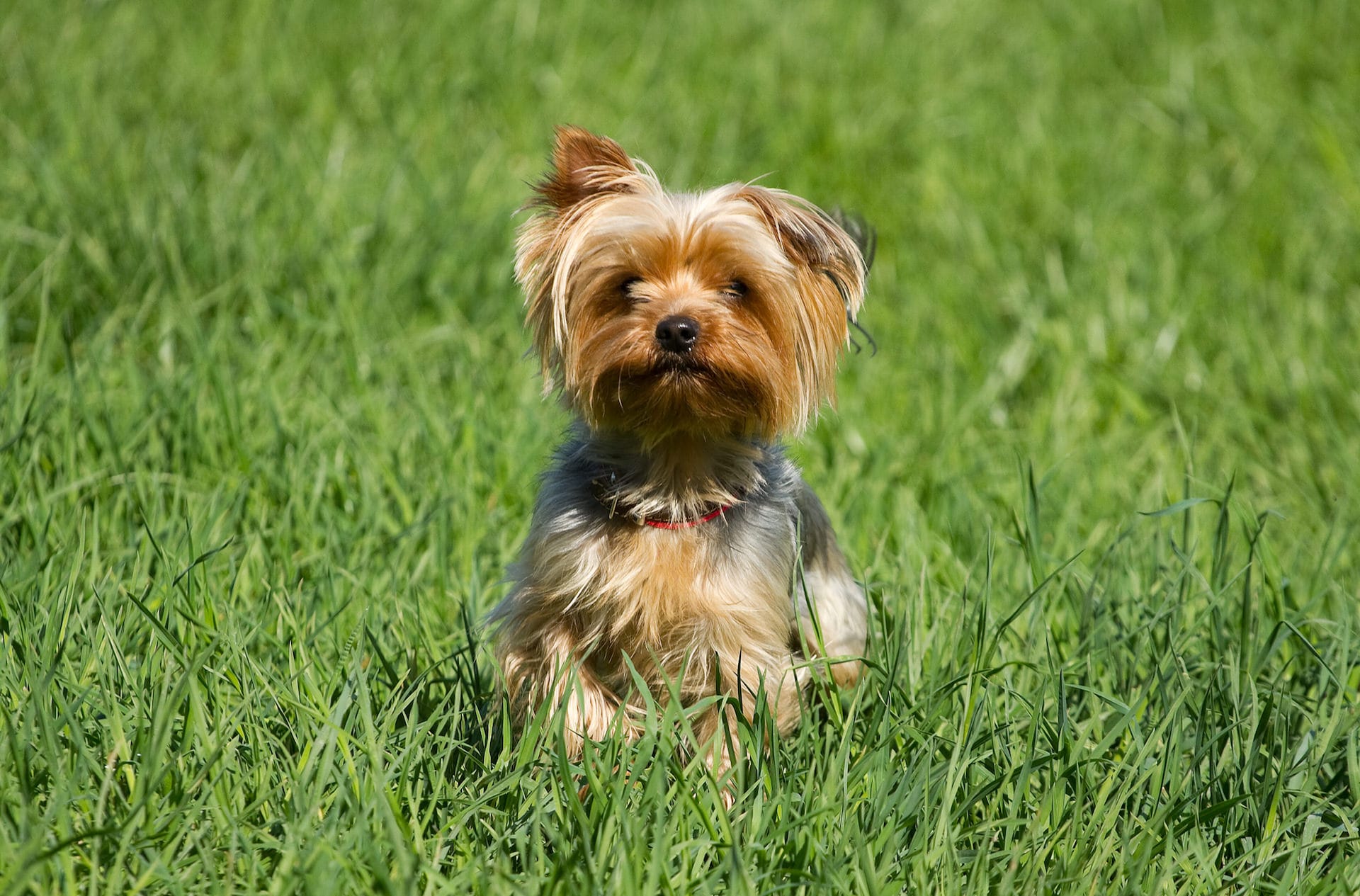 Yorkshire Terrier