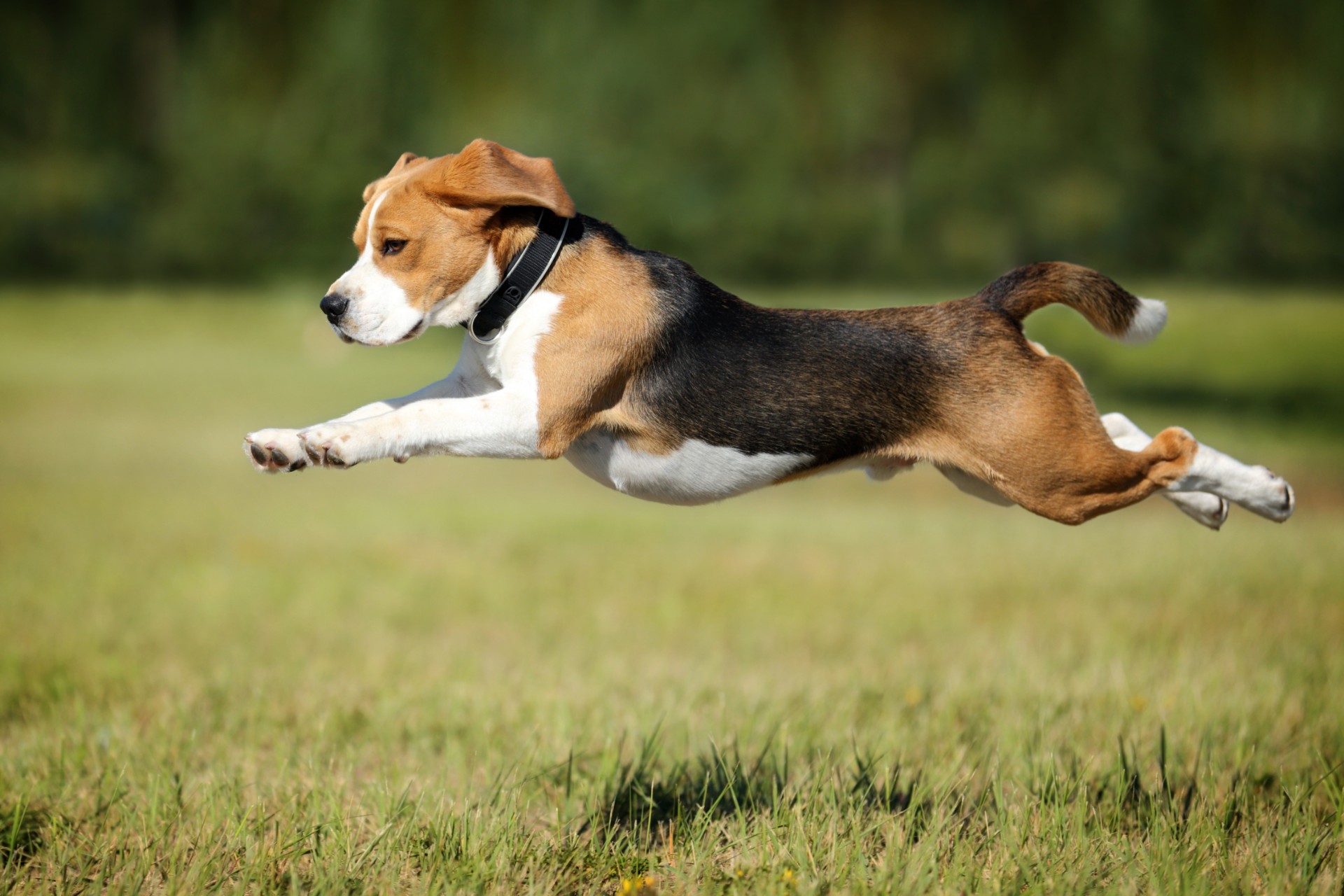 Beagle Running 