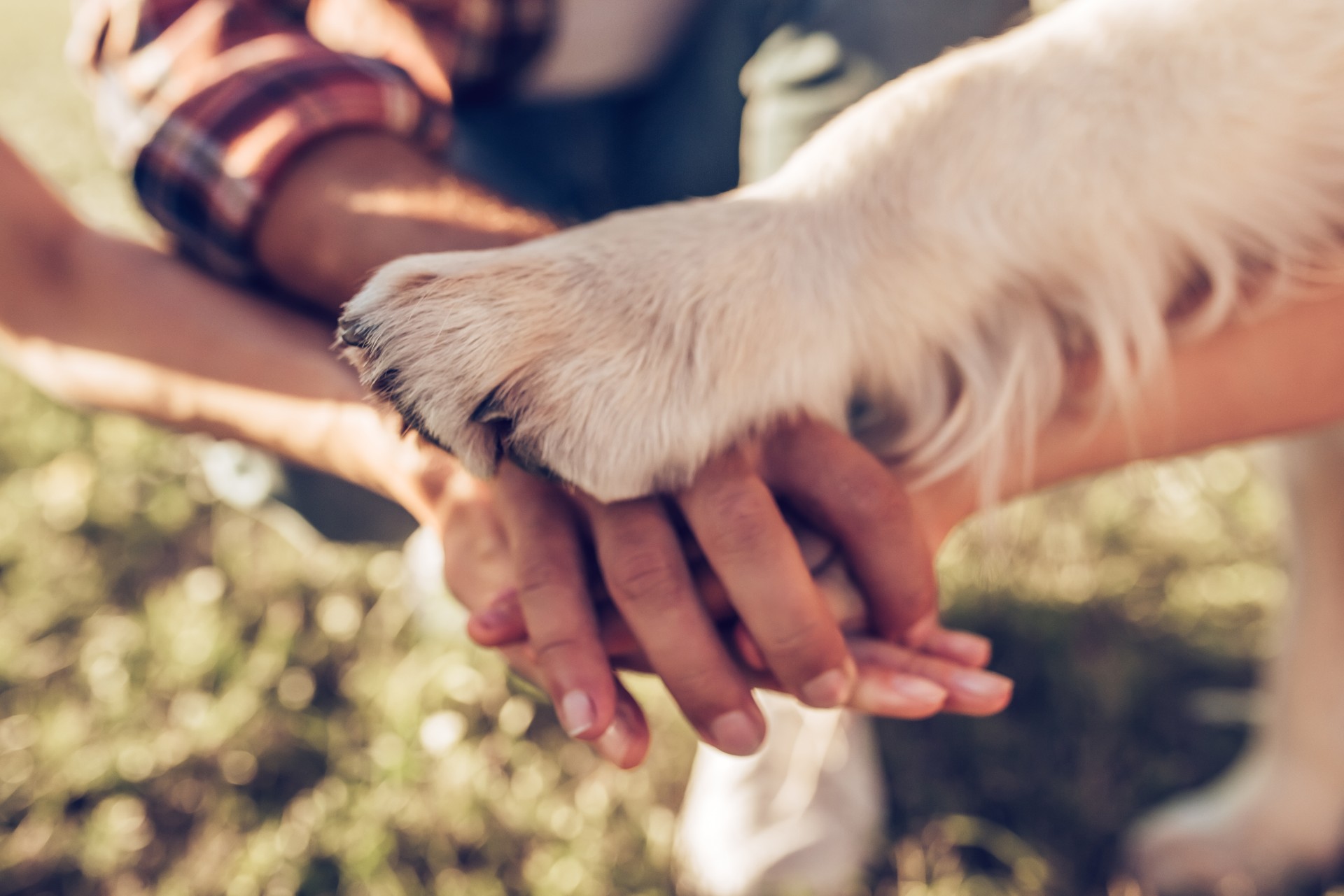 A picture of hands and a dog paw