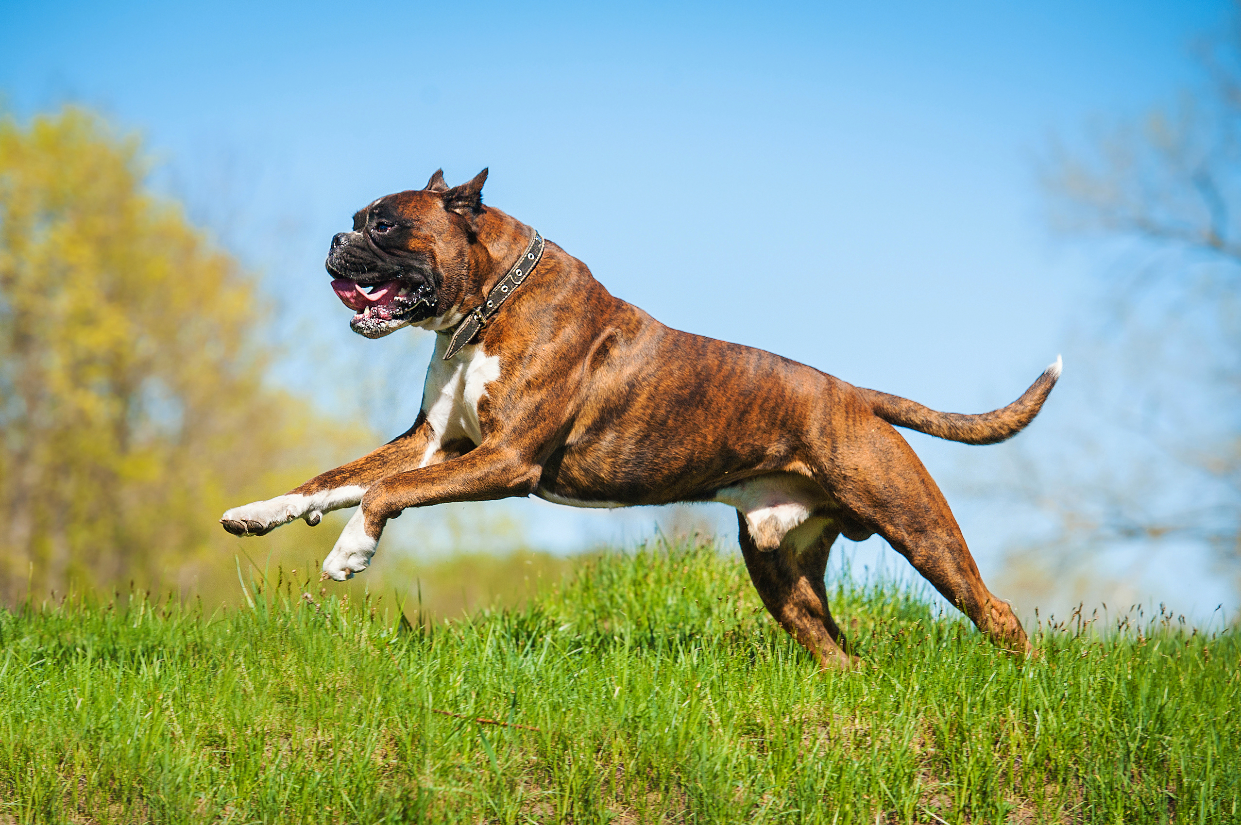 Boxer (dog) jumping through air