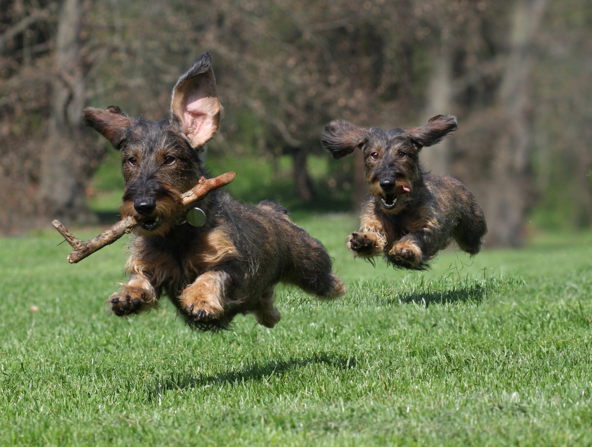 Dachshunds Running on grass