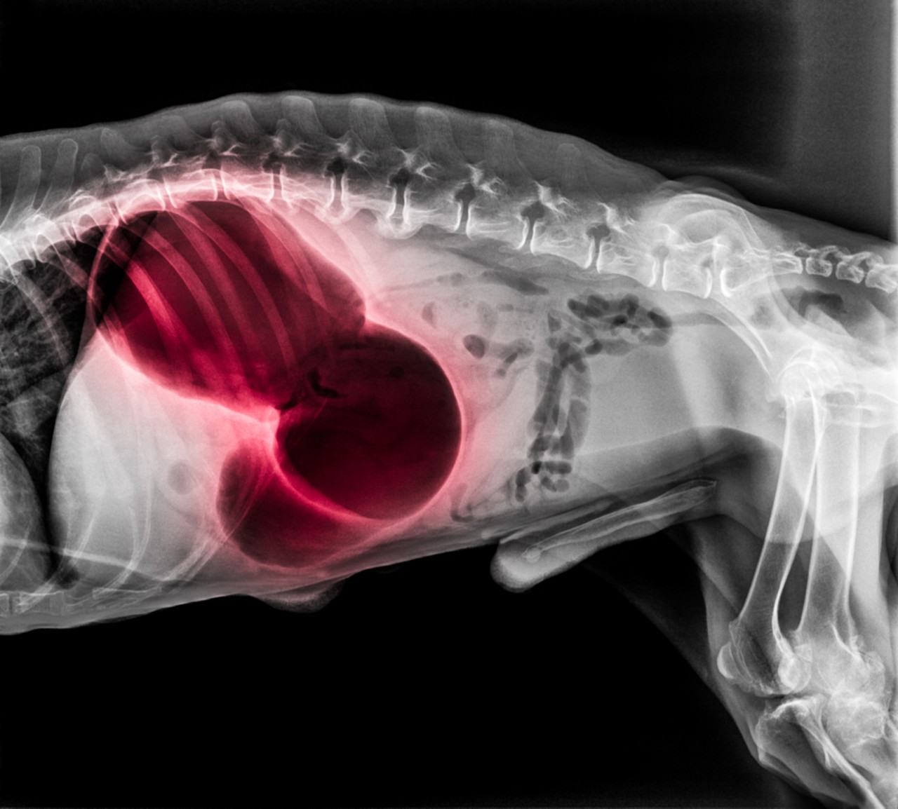 Dog with bloat x ray