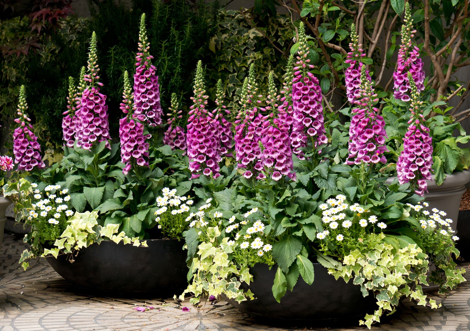 Picture of the plant Foxgloves