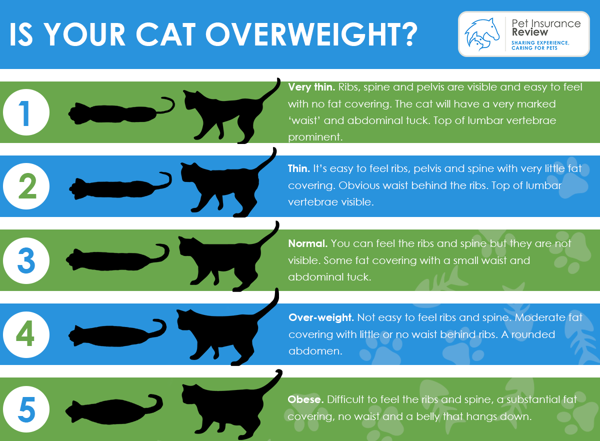 An image to show if your cat is overweight 
