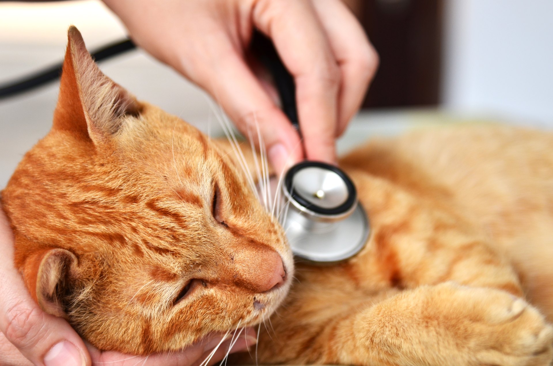 Cat being checked by a vet with a stethoscope