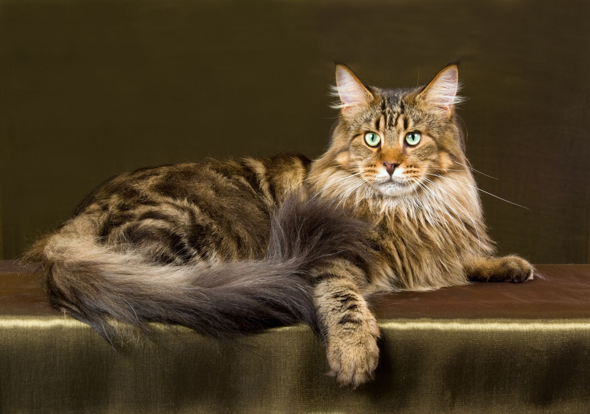 Maine Coon Cat sitting