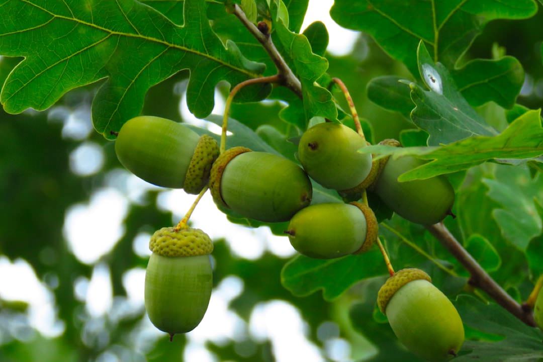 Picture of acorns 