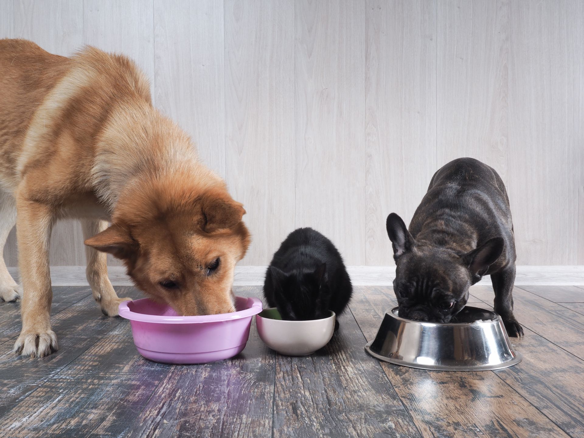 Dogs and a cat eating out of their food bowls 