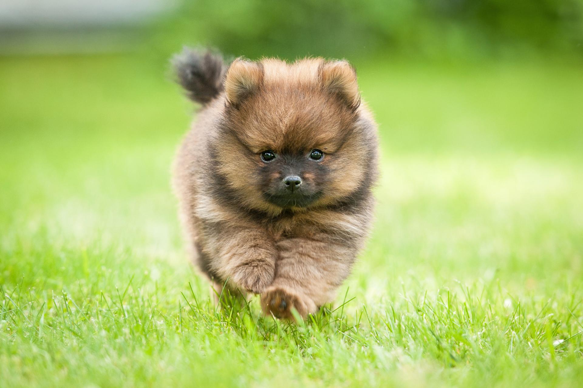 Pomeranian running on the grass