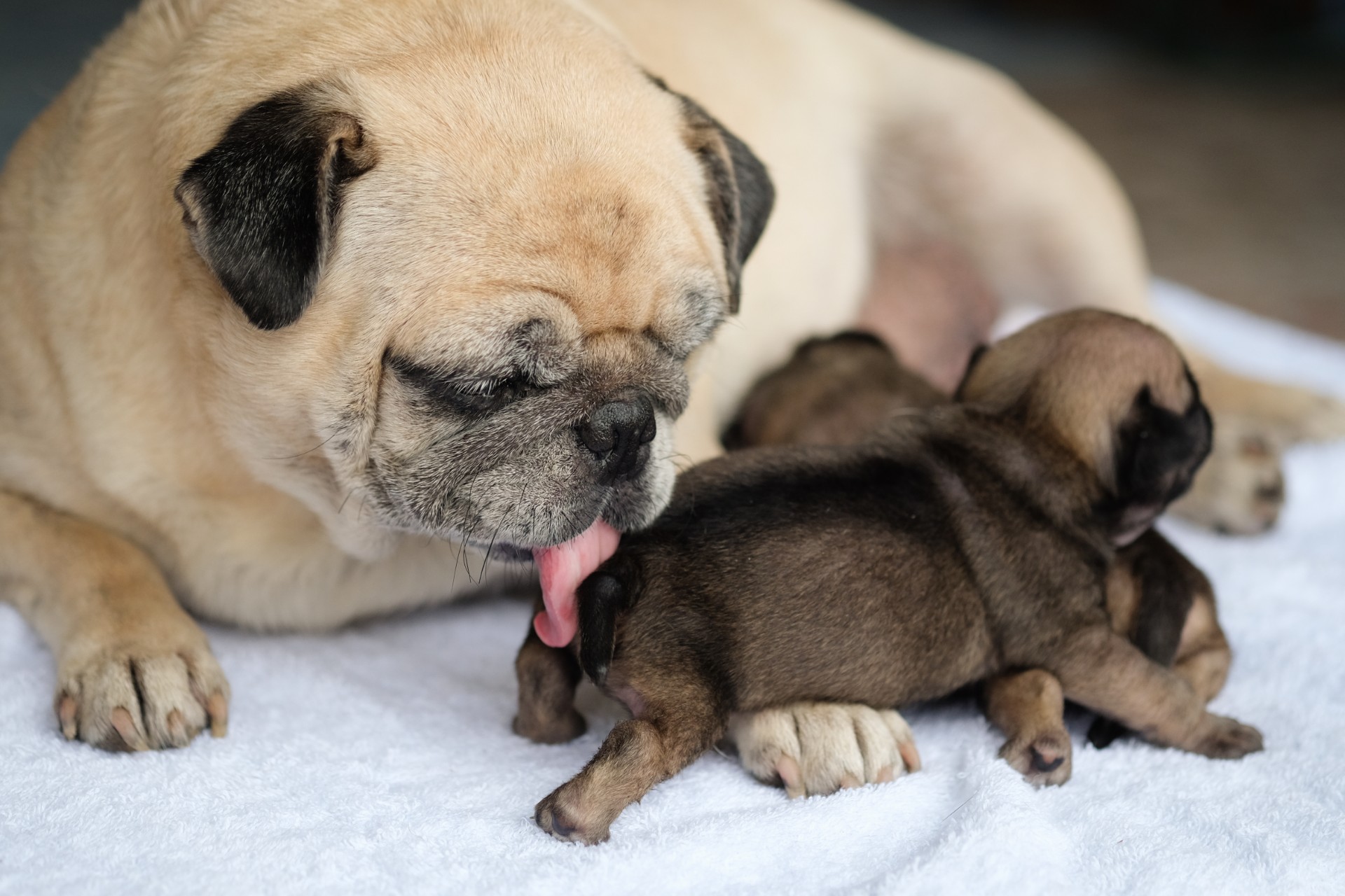 Pug with puppy