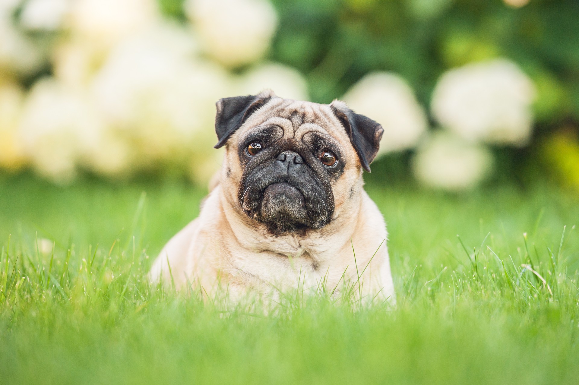 Pug sitting in long grass