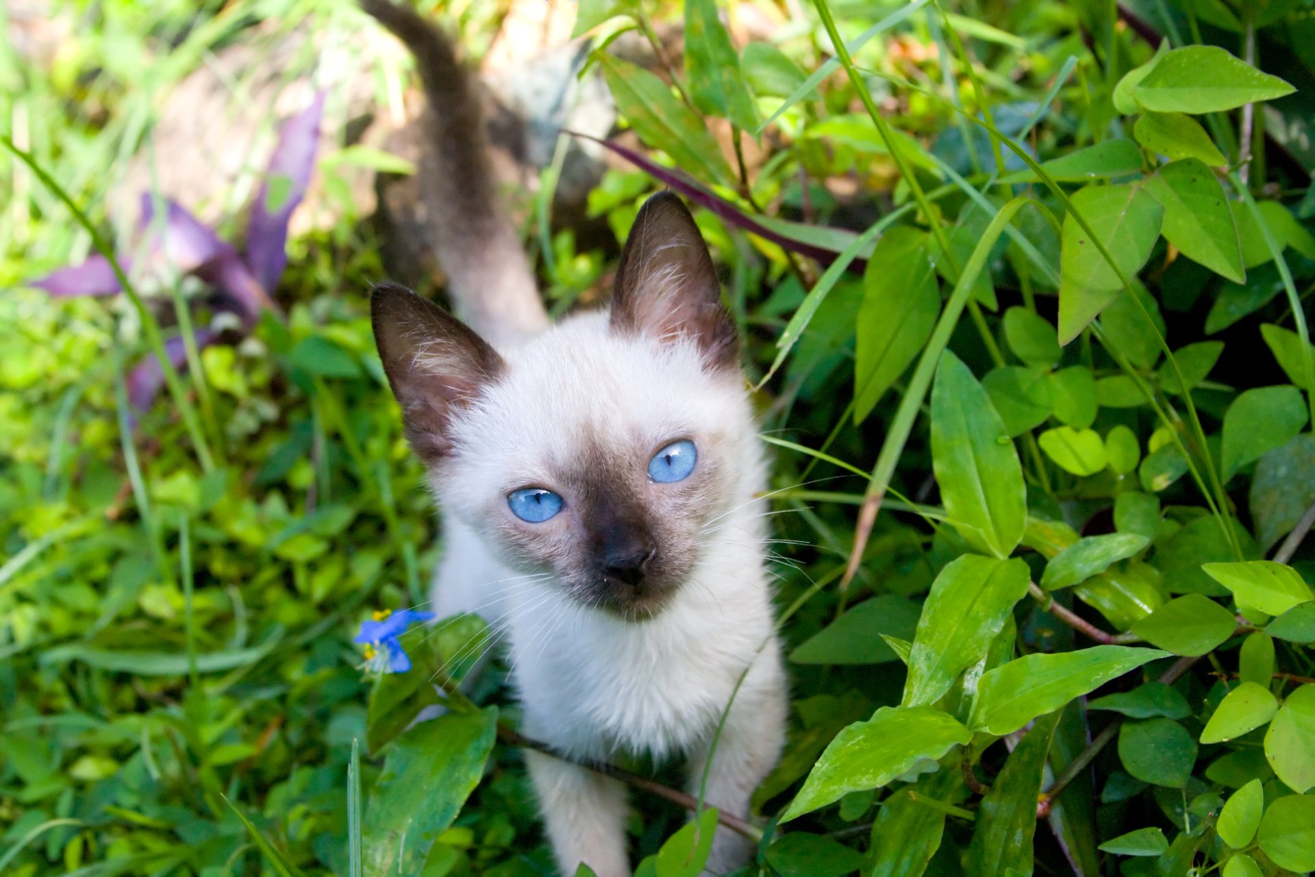Siamese Cat in the grass