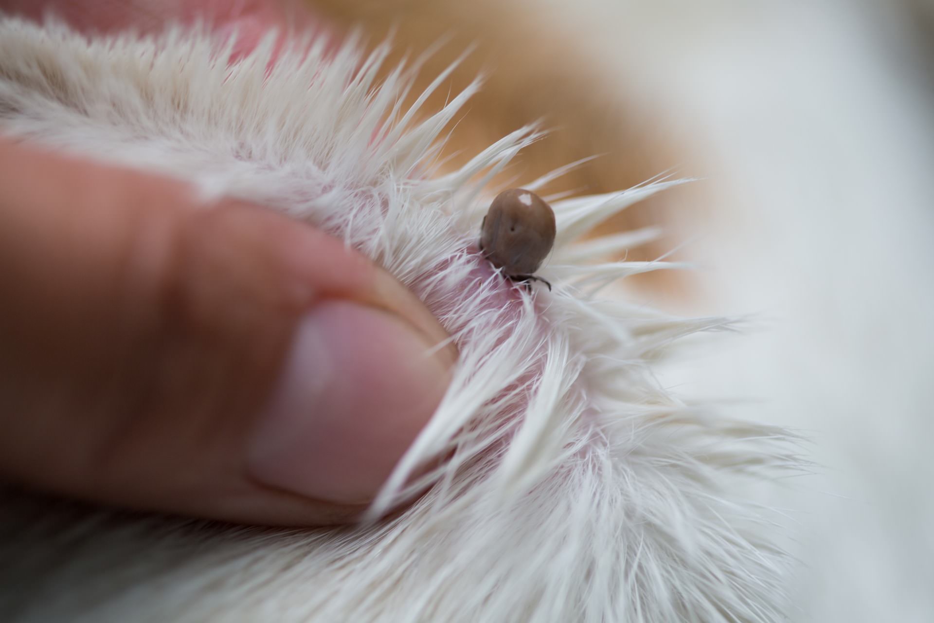 A picture of a tick on a dogs skin 