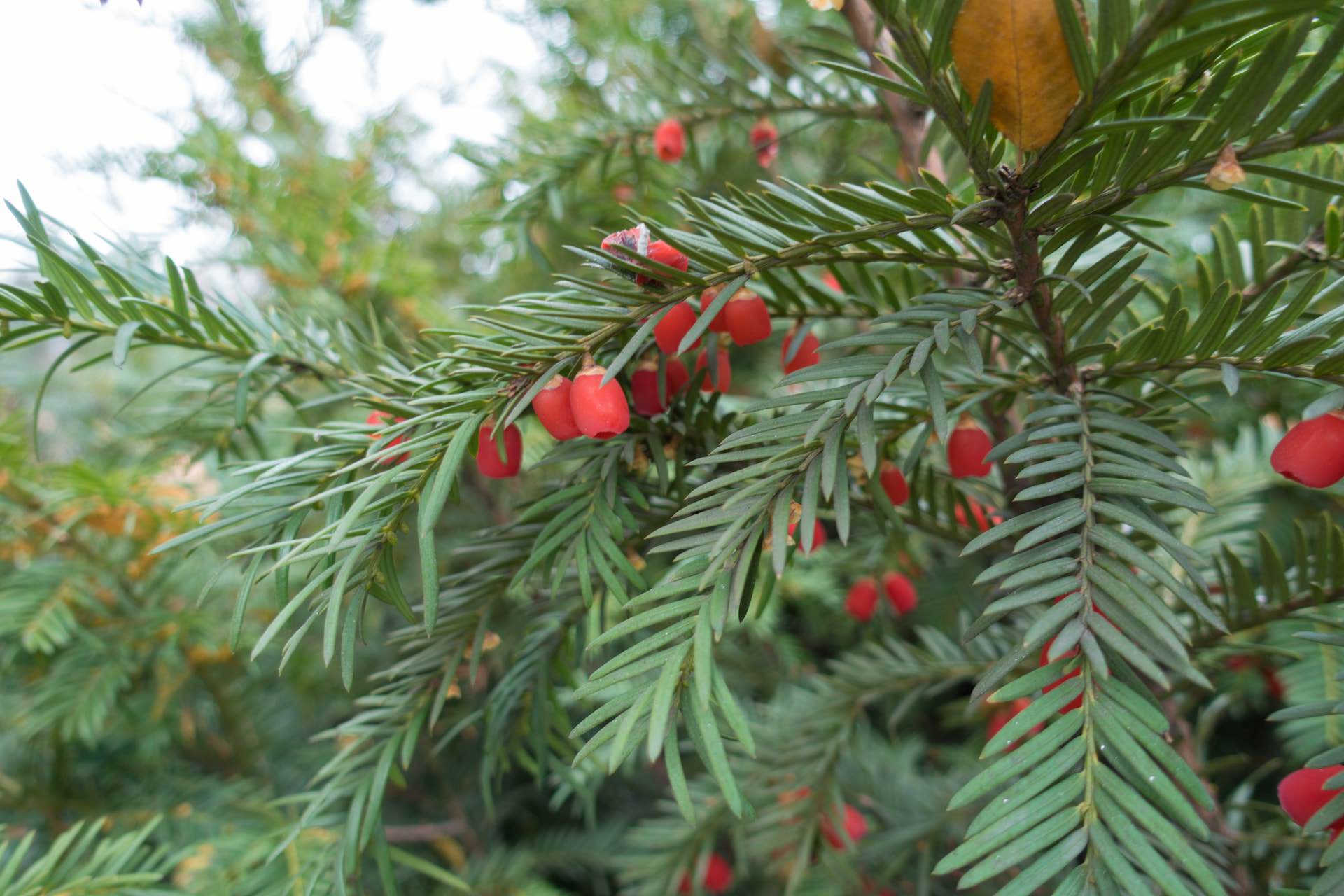 Picture of the plant Yew