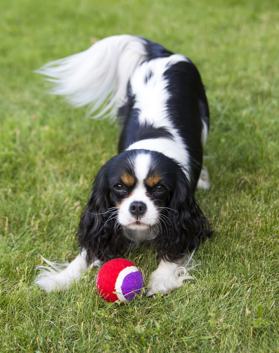 Cavalier King Charles Spaniel lying on the grass with ball
