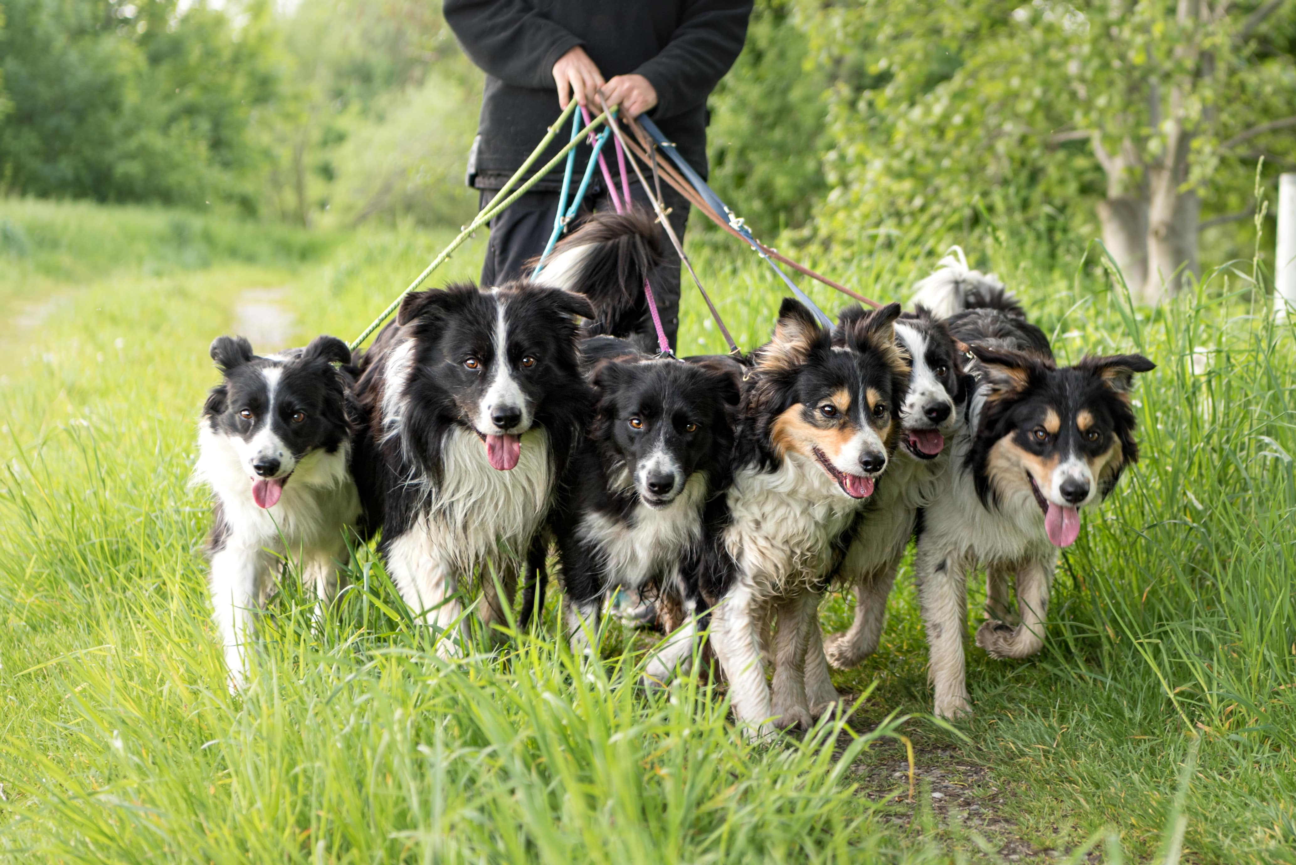 Lots of Collies with their dog walker.