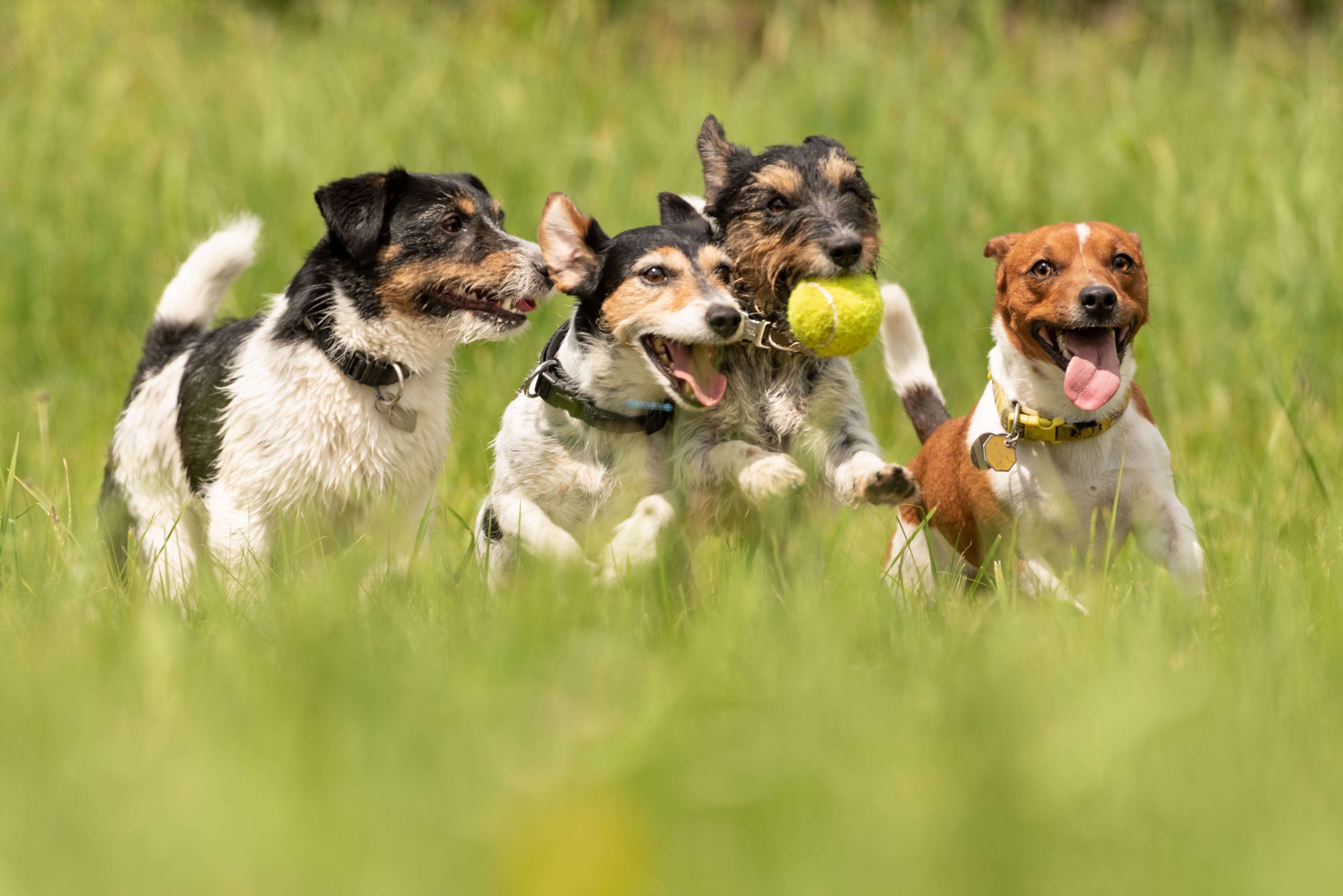 Dogs playing together