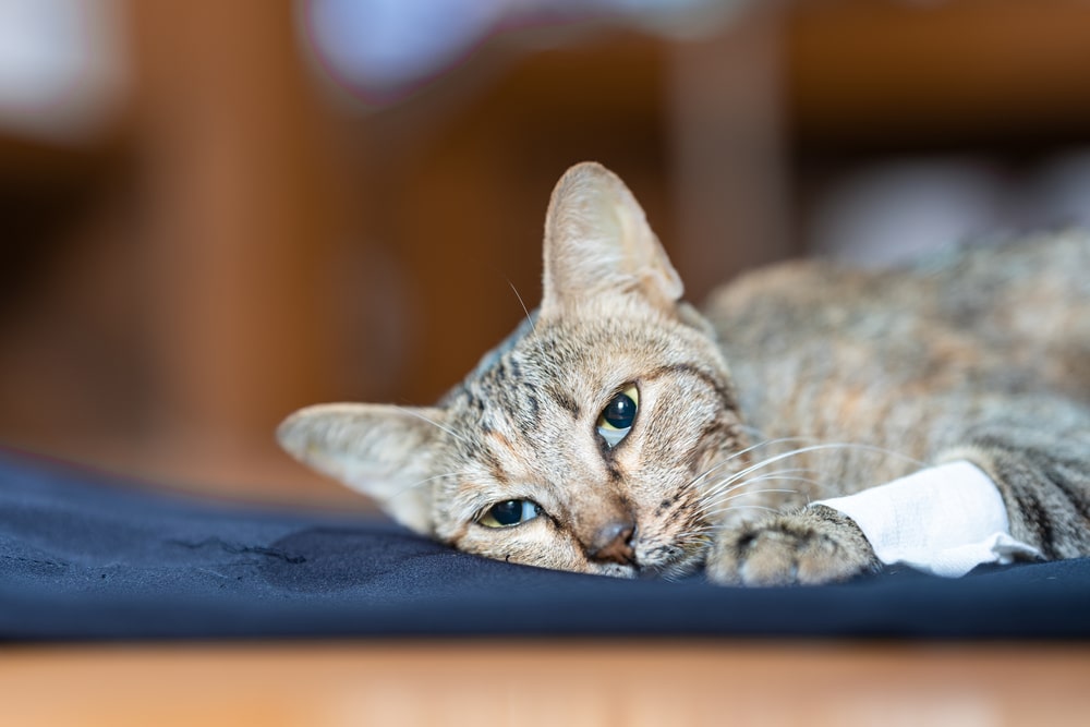 Sick tabby cat lying on its bed with a bandage on it front leg. 