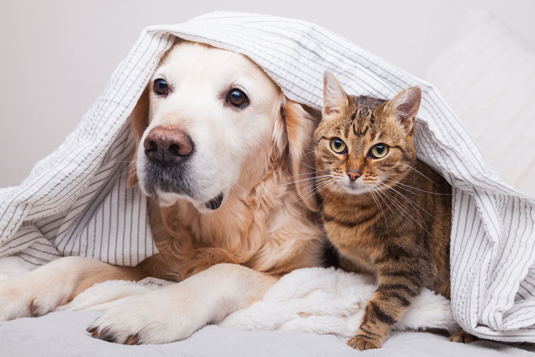 Dog and tabby cat cuddled up under a blanket