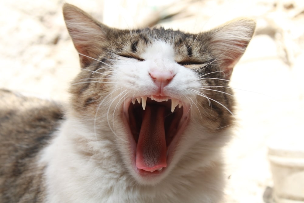 Tabby and white cat yawning. 