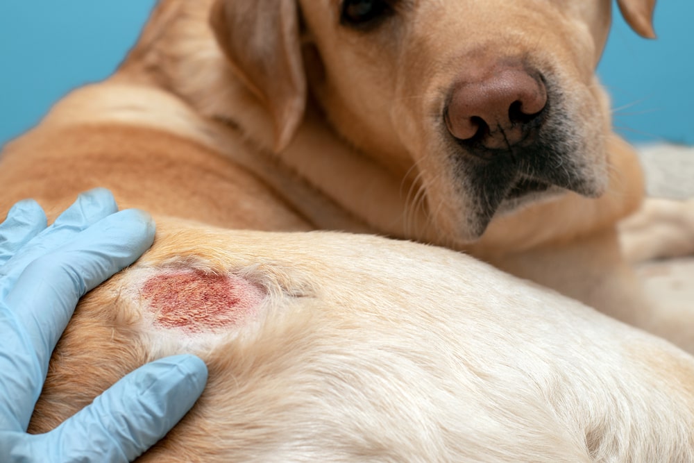 Labrador suffering from Atopic Dermatitis