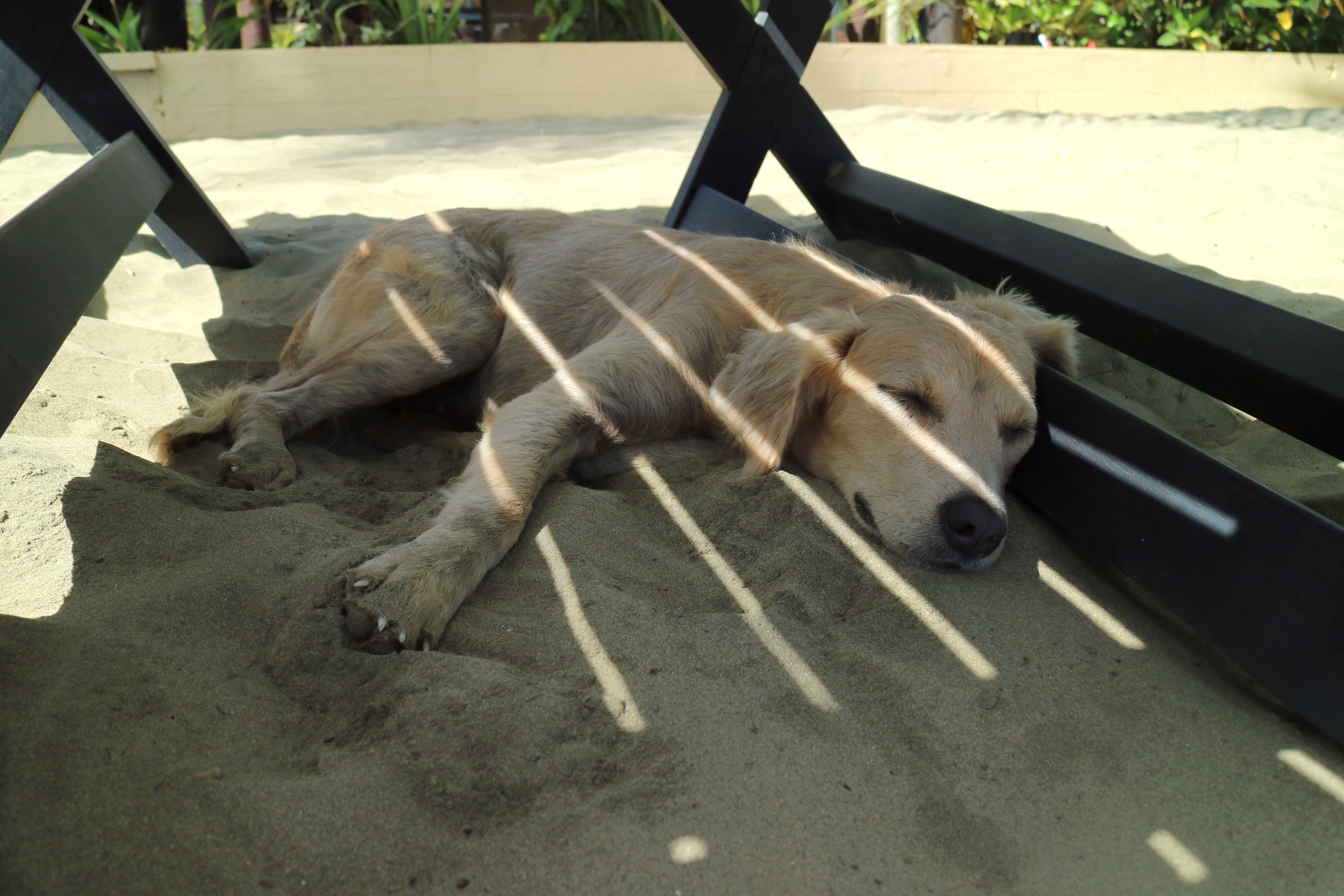 Dog sleeping in the shade
