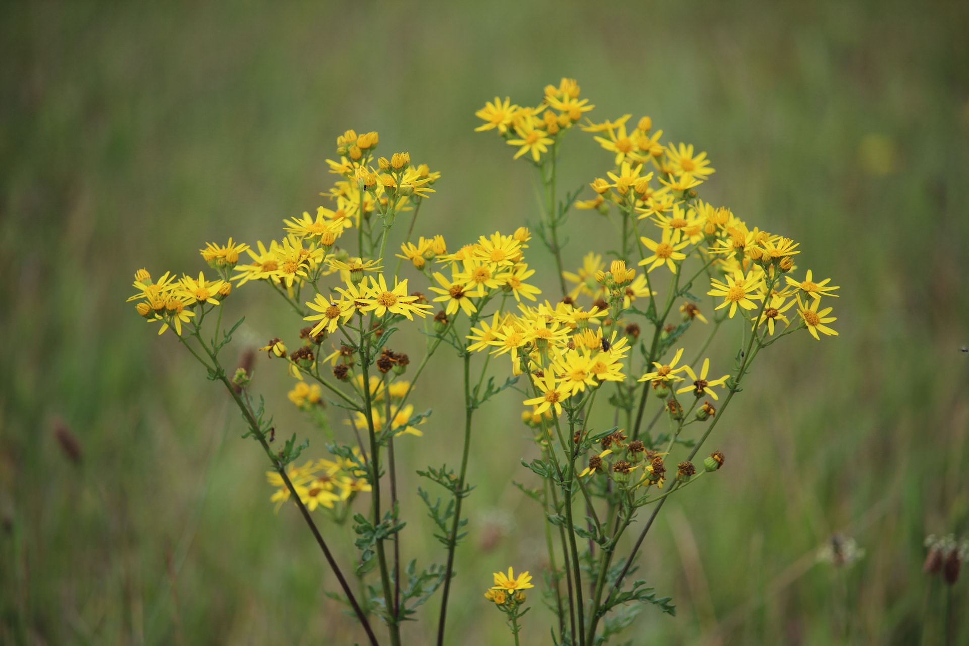 Picture of the plant Ragwort 