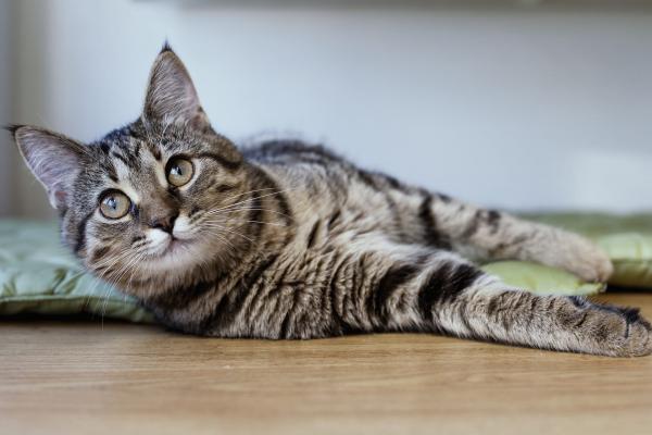 Cat Influenza