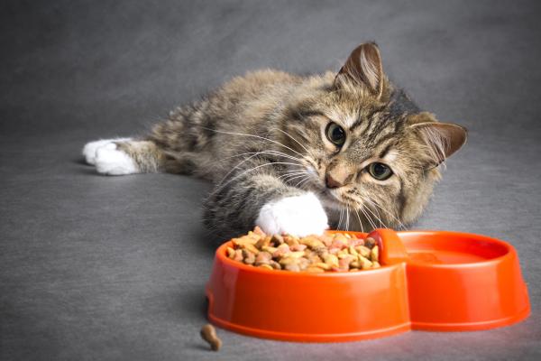 Cat nutrition