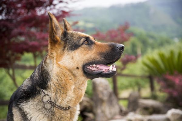 Common problems in dogs