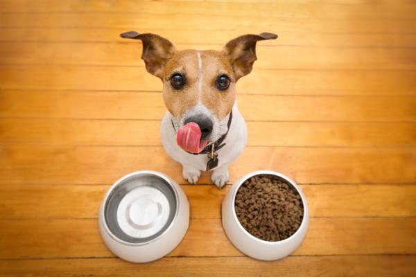 Dog nutrition