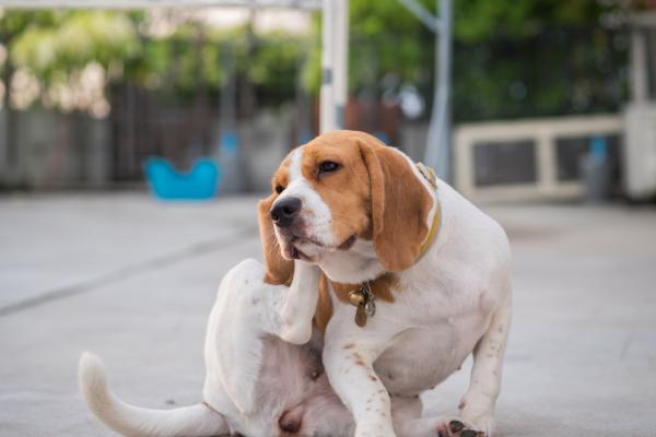 Dog parasites