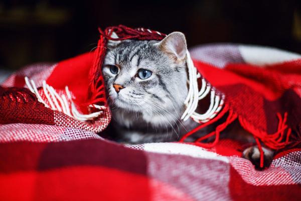 Cat in blanket