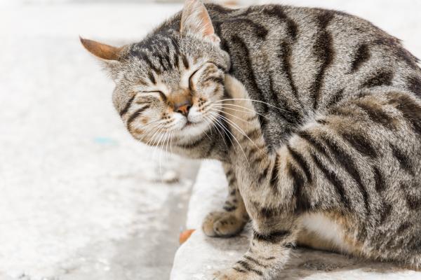 parasites in cats