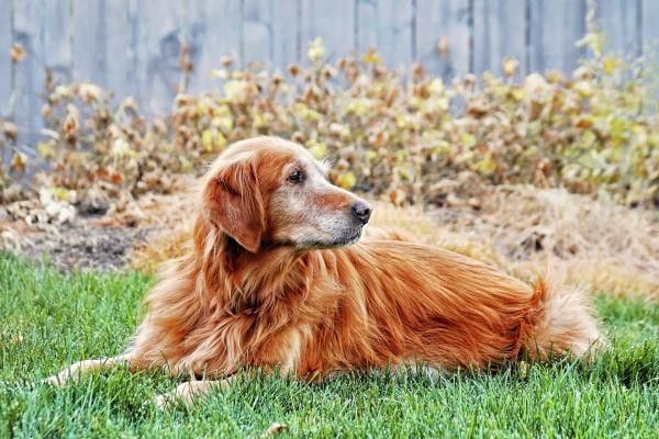 Dog laying on grass
