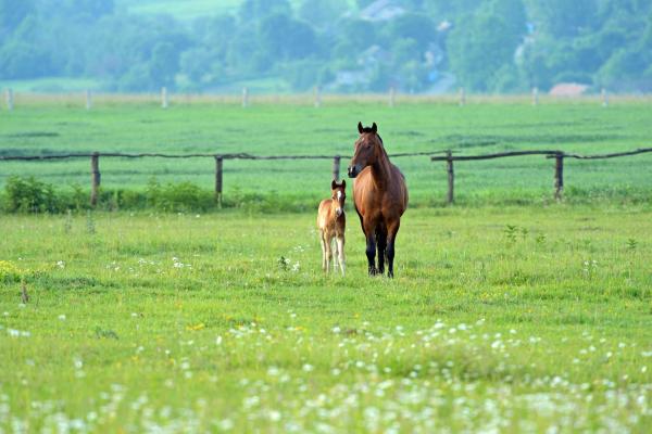 Foal and mother in field 