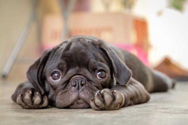 Small dog looking sad 