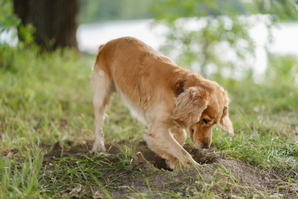 Dog digging in the grass. 