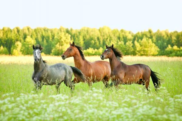 Three Horses 